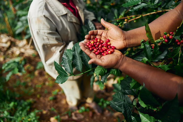 Coffee cherries at origin