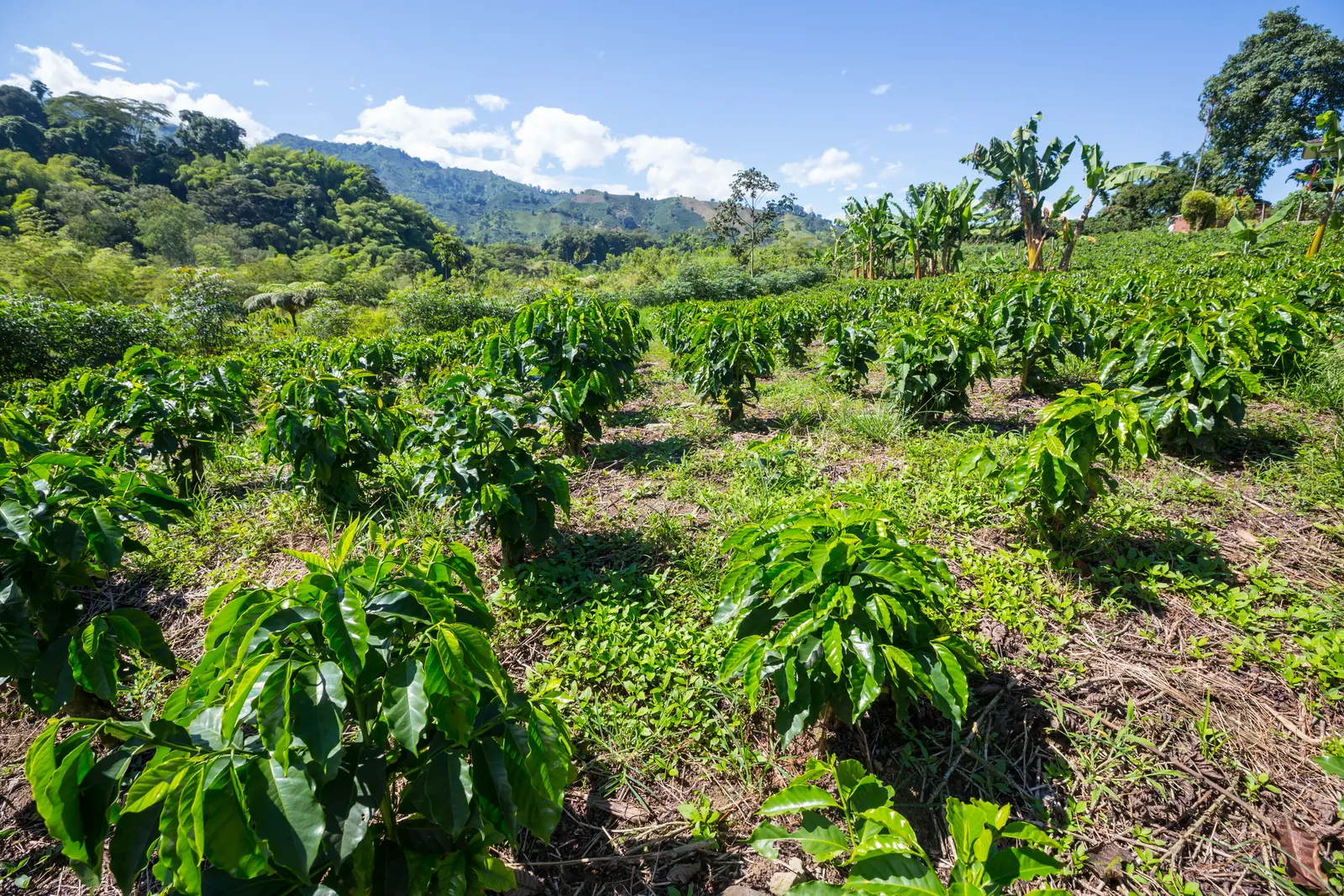 Coffee plantation landscape in Moiben